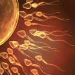 Fertility warning: SARS-CoV-2 can linger in sperm for months after infection