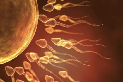 Fertility warning: SARS-CoV-2 can linger in sperm for months after infection