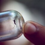 Can people acquire STIs from mosquito bites?