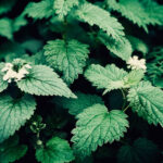 Does Stinging Nettles Help With Erectile Dysfunction?