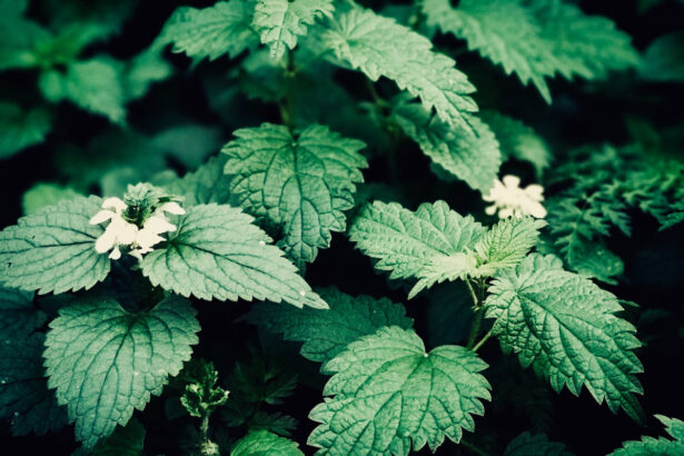 Does Stinging Nettles Help With Erectile Dysfunction?