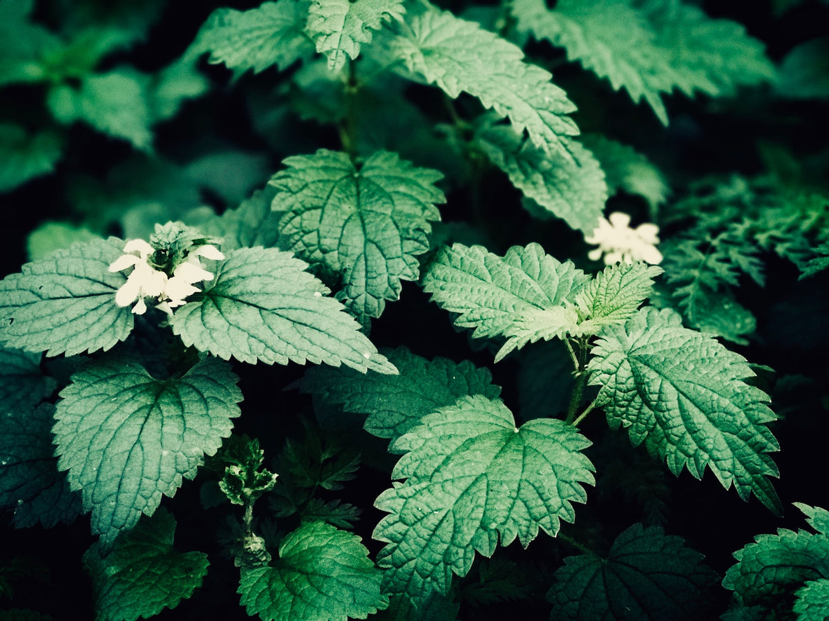 Does Stinging Nettles Help With Erectile Dysfunction?