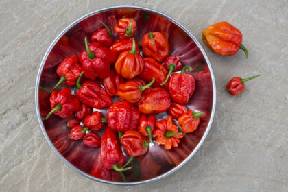 Trinidad Scorpion: the fiery pepper for true heat lovers